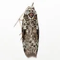 Nycteola columbiana - Hodges#8976 - photo 4