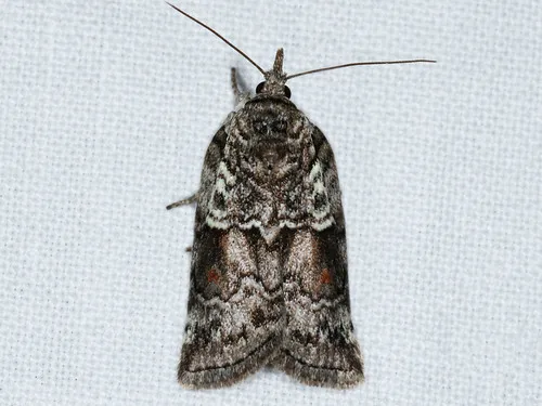 Frigid Owlet - Hodges#8975