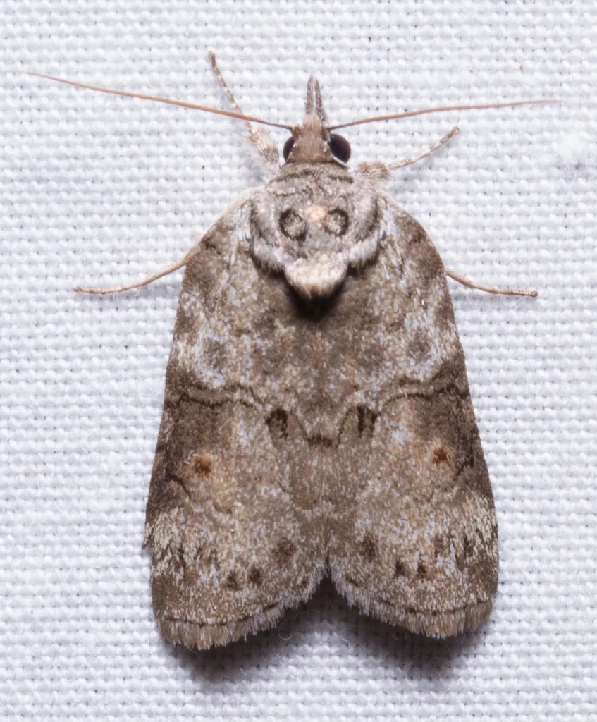 Forgotten Frigid Owlet - Hodges#8978 - photo 2