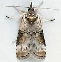 Nycteola n-sp - Hodges#8976.85 - photo 3