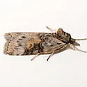 Nycteola n-sp - Hodges#8976.85 - photo 5