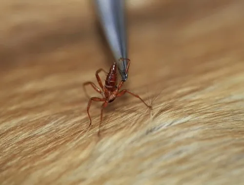 Nycteribiid bat flies - photo 2