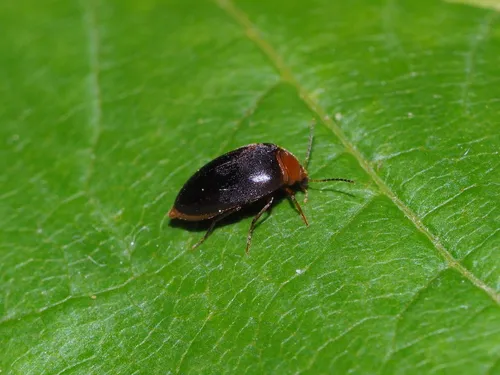 Nycteus bicolor