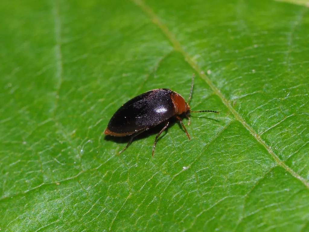 Nycteus bicolor - photo 2