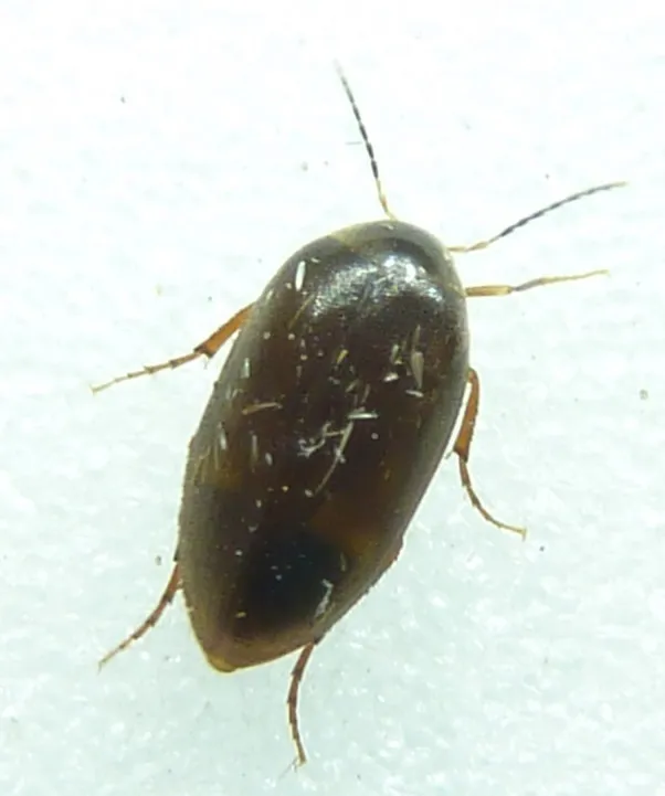 Nycteus infumatus