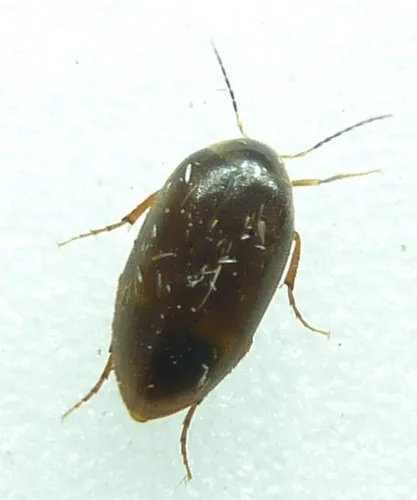 Nycteus infumatus - photo 3