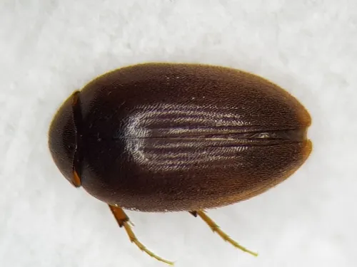 Nycteus meridionalis