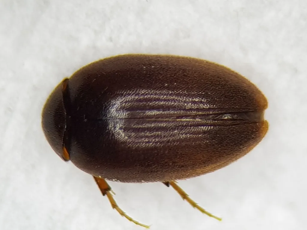 Nycteus meridionalis - photo 2