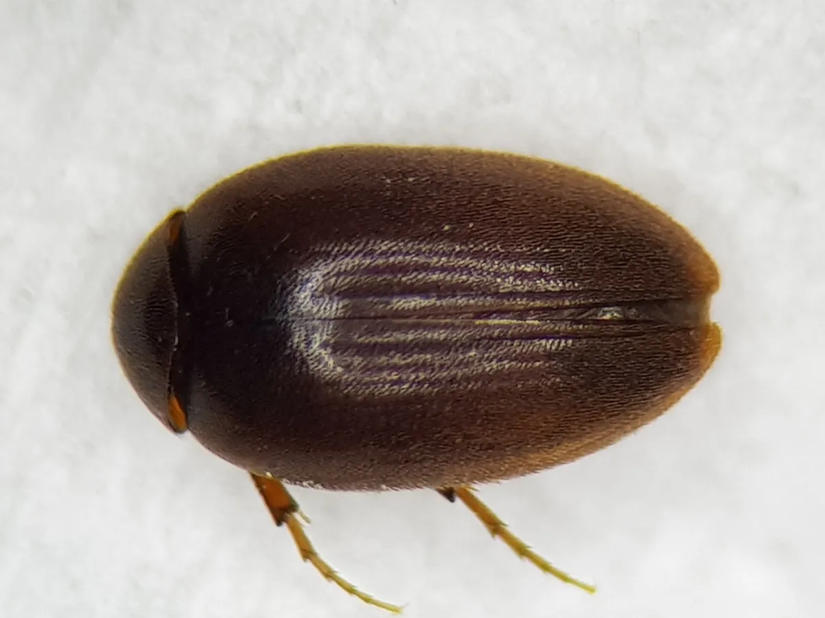 Nycteus meridionalis - photo 3