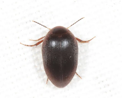 Nycteus oviformis