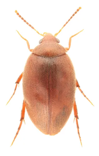 Nycteus punctulatus - Nycteus punctulatus