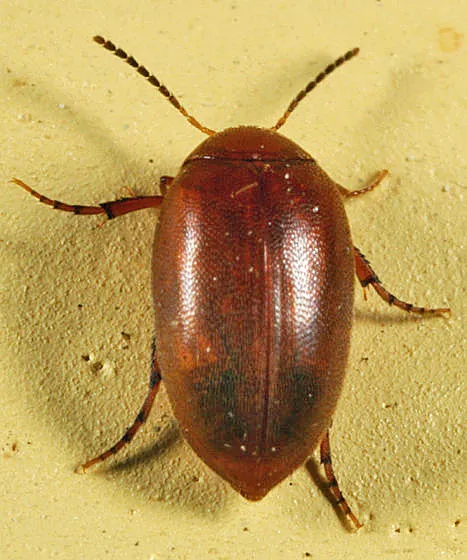 Nycteus testaceus - photo 2