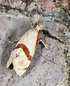 Nycthia pimana - Hodges#3852