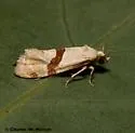 Nycthia pimana - Hodges#3852 - photo 2