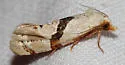 Nycthia pimana - Hodges#3852 - photo 3