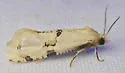 Nycthia yuccatana - Hodges#3853 - photo 2