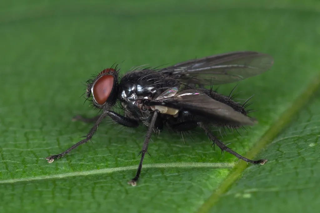 Nyctia halterata - photo 2