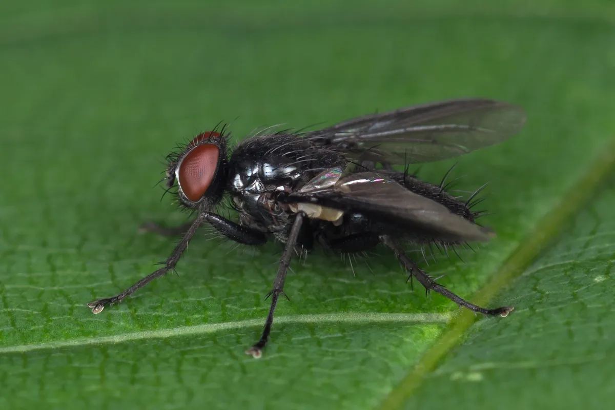 Nyctia halterata - photo 3