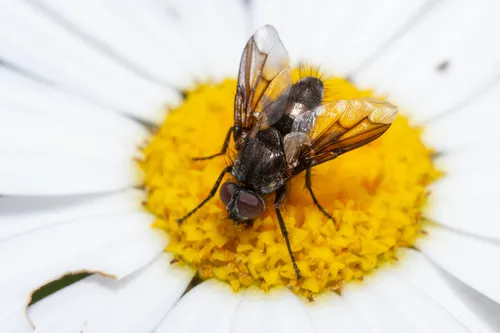 Nyctia lugubris
