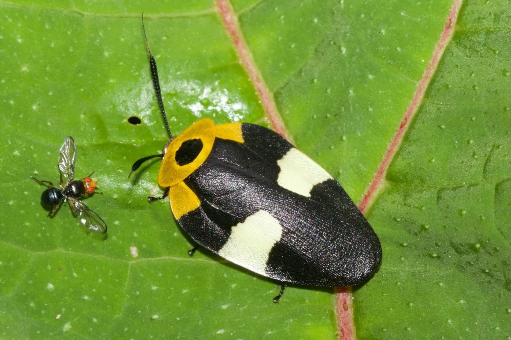 Nyctiboridae - photo 2