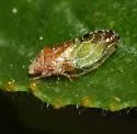 Nyctiphalerus jugovenosus