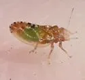 Nyctiphalerus jugovenosus - photo 2