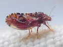 Nyctiphalerus jugovenosus - photo 3