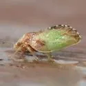 Nyctiphalerus propinquus