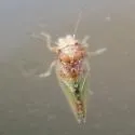 Nyctiphalerus propinquus - photo 3