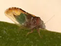 Nyctiphalerus propinquus - photo 4