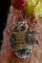Nyctiphalerus rugipennis - photo 3