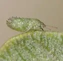 Nyctiphalerus rugipennis - photo 4