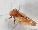 Nyctiphalerus vermiculosus