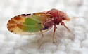 Nyctiphalerus vermiculosus - photo 2