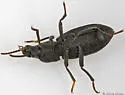 Nyctoporis aequicollis
