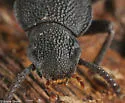 Nyctoporis aequicollis - photo 2