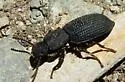 Nyctoporis aequicollis - photo 4
