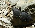 Nyctoporis aequicollis - photo 5