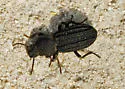 Nyctoporis carinata