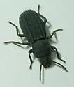 Nyctoporis carinata - photo 3