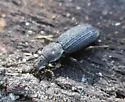 Nyctoporis cristata - photo 4