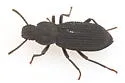 Nyctoporis cristata - photo 5