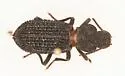 Nyctoporis sponsa