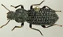 Nyctoporis sponsa - photo 2