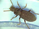 Nyctoporis sponsa - photo 3