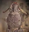 Nyctoporis vandykei - photo 2