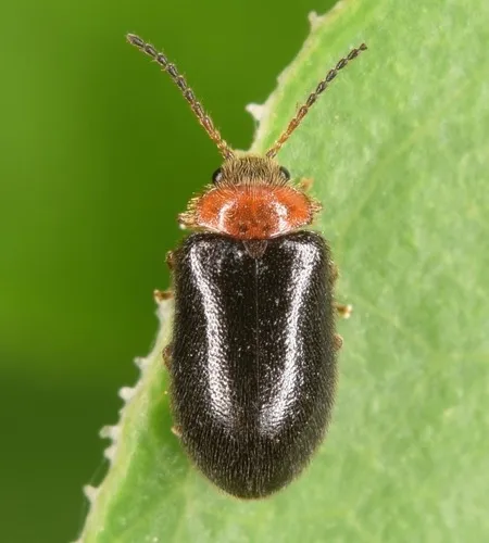 Nyholmia collaris