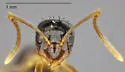 Nylanderia austroccidua - photo 2