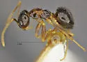 Nylanderia austroccidua - photo 3