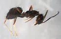 Nylanderia bourbonica